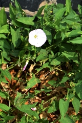 Convolvulus arvensis
