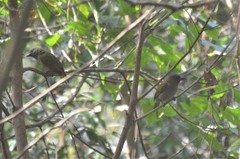 Stactolaema olivacea