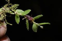 Andinia lueri
