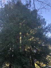 Sequoia