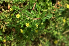 Potentilla supina