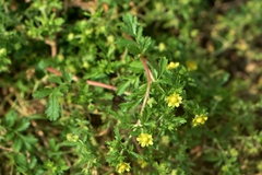 Potentilla supina
