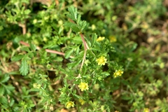 Potentilla supina
