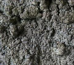 Rinodina ascociscana