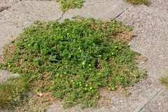 Potentilla supina