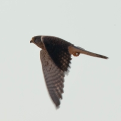 Falco tinnunculus