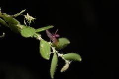 Andinia lueri