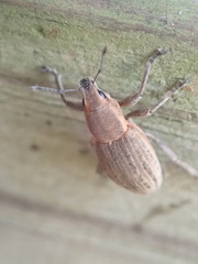 Tanymecus