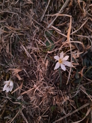 Colchicum hungaricum