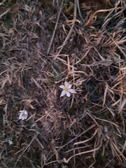 Colchicum hungaricum