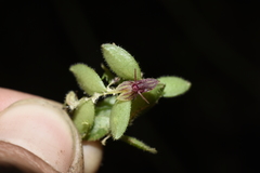 Andinia lueri