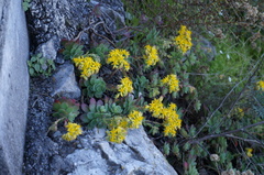 Sedum palmeri