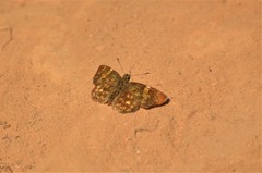 Bettonula bettoni