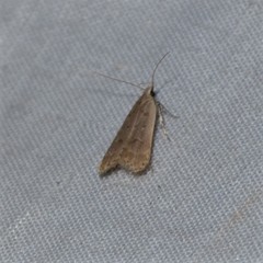 Dichomeris punctidiscellus