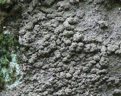 Rinodina ascociscana