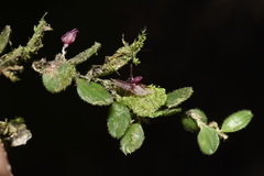 Andinia lueri