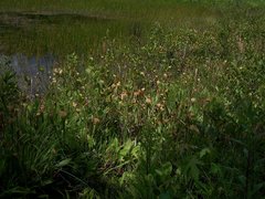 Sarracenia jonesii