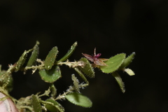 Andinia lueri