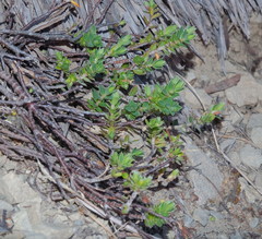 Pimelea pseudolyallii