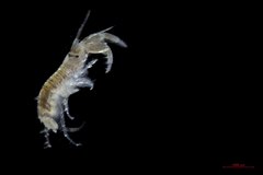 Monocorophium acherusicum