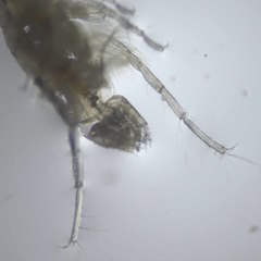 Monocorophium acherusicum