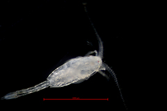 Metridia pacifica