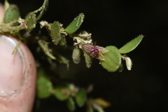 Andinia lueri