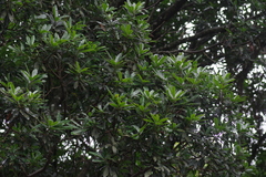 Protorhus longifolia