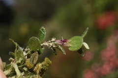 Andinia lueri
