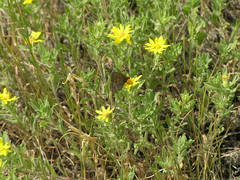 Cercyonis oetus