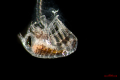 Themisto pacifica