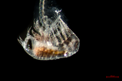 Themisto pacifica
