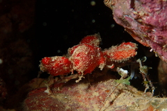 Camposcia retusa