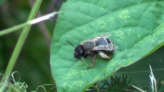 Eucera