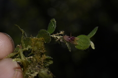 Andinia lueri