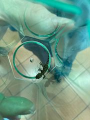 Tarentola mauritanica