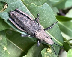 Dictyophorus griseus