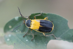 Chauliognathus expansus