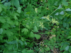 Thalictrum fendleri fendleri