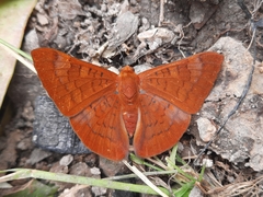 Emesis mandana