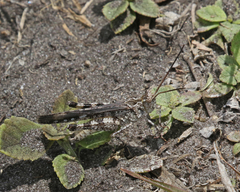Psinidia fenestralis