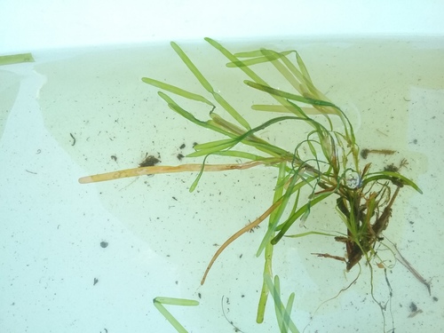 Blunt-leaved pondweed (Potamogeton obtusifolius)