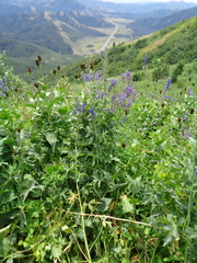 Delphinium × occidentale