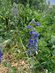 Delphinium × occidentale