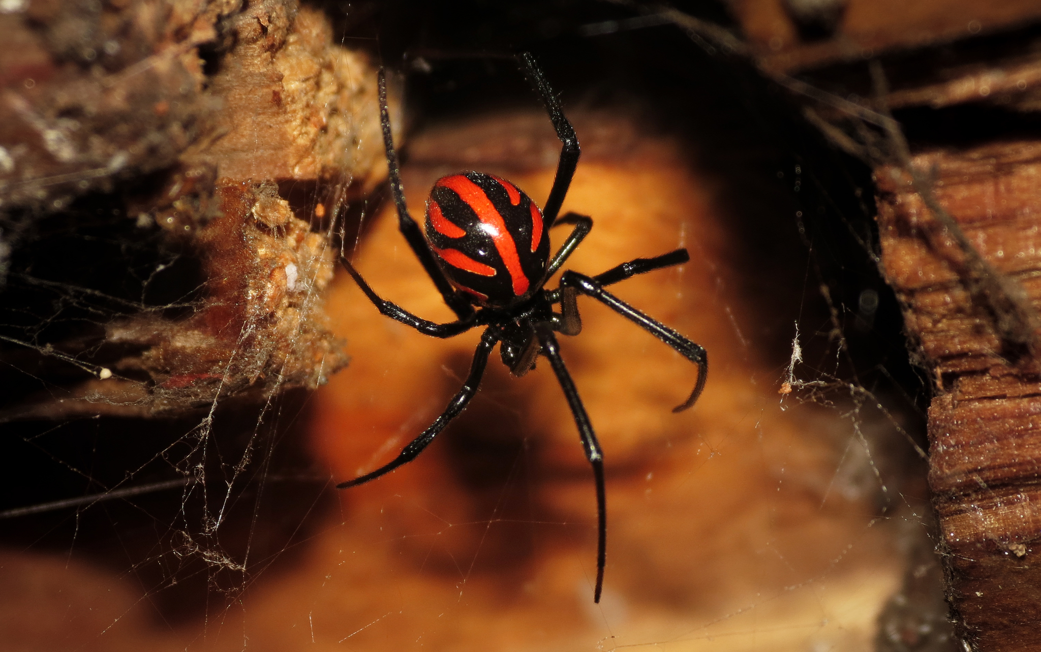 Southern Black Widow (Latrodectus mactans) · iNaturalist
