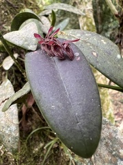 Acianthera pubescens