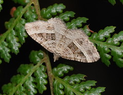 Chrysolarentia subrectaria