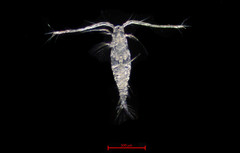 Acartia longiremis