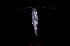 Acartia longiremis