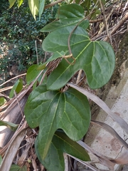 Aristolochia trilobata